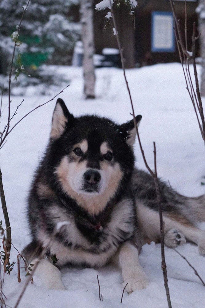 Dog Sledding Tour 4