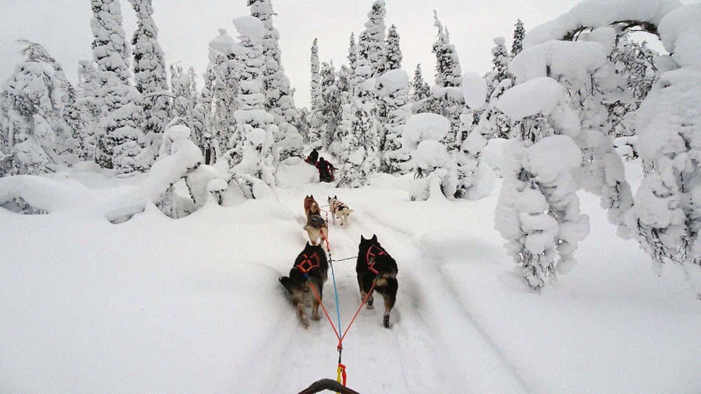 Dog Sledding Tour 2