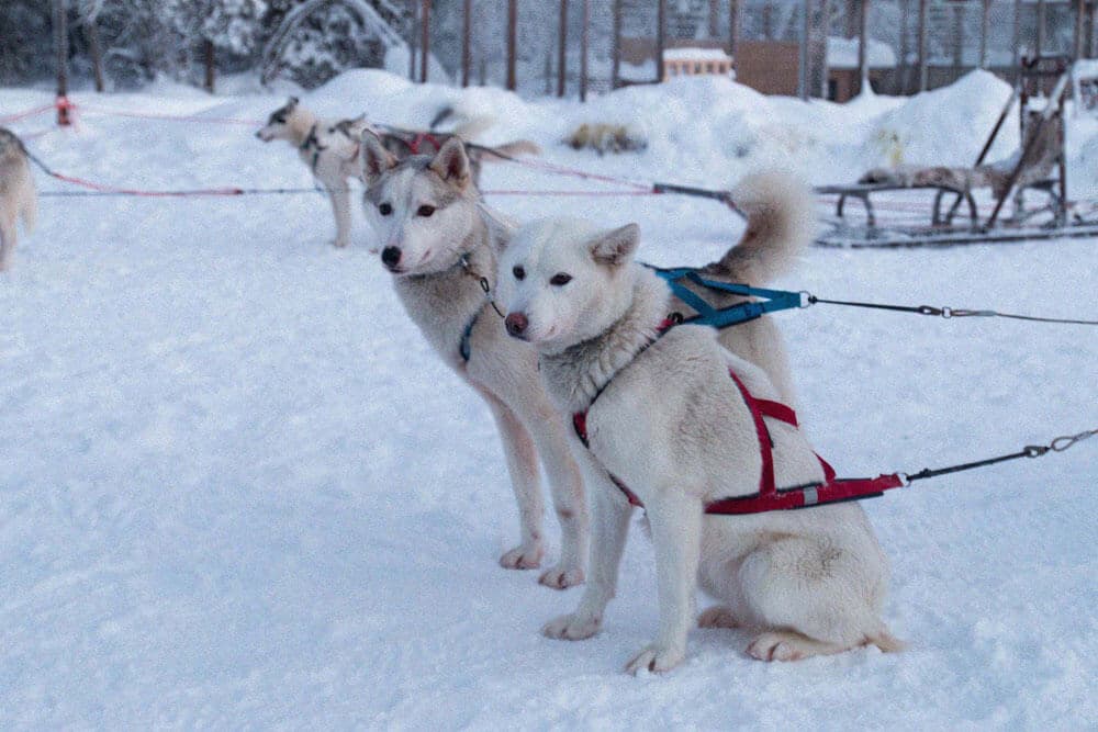 Dog Sledding Tour 3