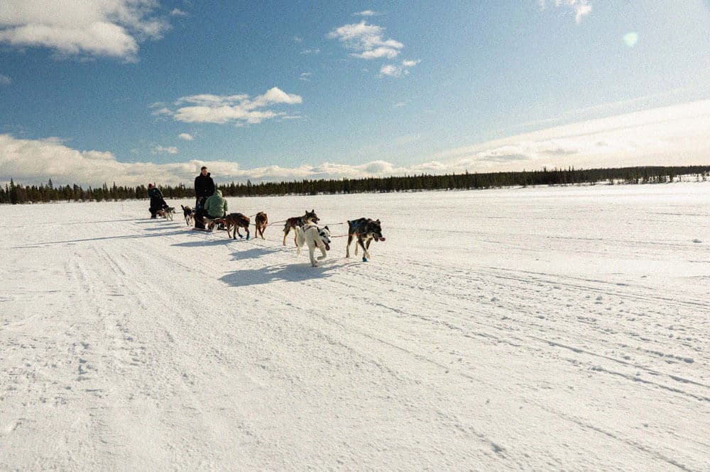 Dog Sledding Tour 1
